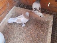 LİMON SARI ERKEK GÜVERCİN 81 İLE GÖNDERİM YAPARIZ
