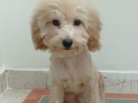 Oyuncu max toy poodle