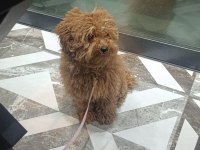 Toy Poodle Köpekler