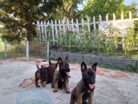 SAHANE BELÇİKA KURDU YAVRULAR