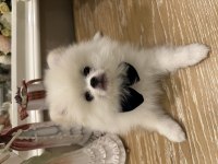 Pamuk gibi pomeranian yavrular