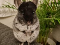 Erkek Mutasyon Chinchilla