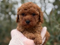 Kore Erkek Tatlış mı Tatlış Poodle