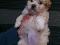 Mini Boy Maltipoo Bebekler