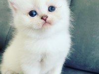 2 aylık british longhair bebekler