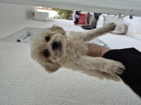 Maltipoo yavru 55 günlük