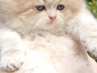 Ay11 british longhair erken