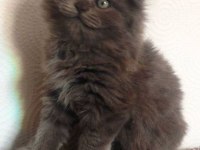 Scottish Fold Yavrularımız Evinizin Neşesi Olacaktır
