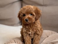 Red brown kıpkırmızı ev üretimi toy poodle