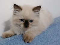 Ragdoll Bebekler Rezerve Açık