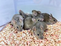 Wild Mice
