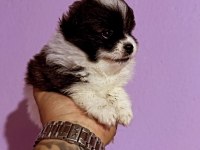 Pomeranian spitz 40 günlük