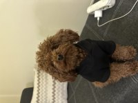 KORE POODLE OĞLUMUZA DİŞİ ARIYORUZ EŞLEŞME İLANI