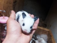 Bursa renk tavşan cüceleri hollanda