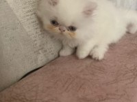 Safkan Pamuk gibi İran kedisi