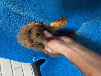 Poodle yavrularımız