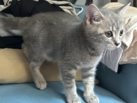 Az miktar mama karşılığında yavru dişi british