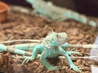 HER BOY İGUANA