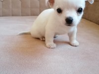 Mini boy kısa bacak şivava sağlık ve ırk garantilidir