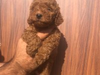 A kalite toy poodle yavrularım