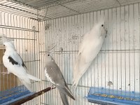 DAMIZLIK ALBİNO VE WF CİNNAMON DİŞİ SULTAN