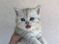 British shorthair