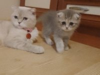 55 günlük dişi british shorthair