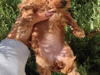 Minyatür Maltipoo Kız