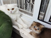 Scottish fold yavrularımızı sahiplendiriyoruz
