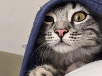 Baba British Anne Maine coon 5 aylık erkek Magnus