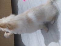 4 aylık dişi pomeranian