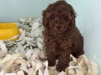 Çok Özel Çikolata Toy Poodle Yavrularımız