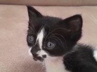 Birbirinden Güzel Ve Yakışıklı Tekirler