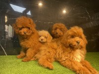 Toy Poodle Bebekleri