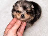 Pomeranian Merle Bebeğimiz