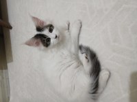 Dişi maine coon 3 ayını yeni doldurdu