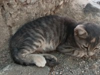 Gri yavru kedimiz acil yuva arıyor