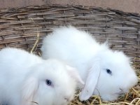 Hollanda teddy lop damızlık takım tavşan