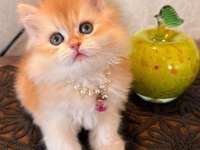 GOLDEN NY12 BRİTİSH LONGHAİR SAFKAN BEBEK