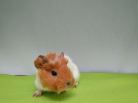 Guinea Pig Yavruları İstanbul