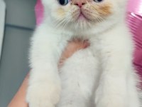 Exotic shorthair erkek