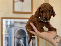 Toy Poodle Safkan Yavrular
