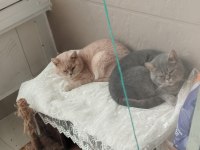 GÜZEL KEDİLERİMİZ YENİ SAHİPLERİNİ BEKLİYOR
