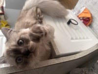 British longhair 8 aylık