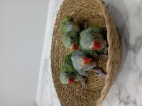 Pakistan Papağanımız Henüz 1 Aylık Bebek