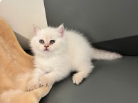 British Blue Point Erkek Yavru