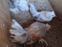 Kuluçkalık İspenç yumurtası Milli ırk
