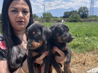 Üst kalite king doberman yavrularım