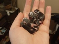 Lab - Rat - Dumbo Rat - Panda Mice Adrese Teslim Mevcut