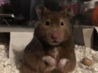 HAMSTER-GONZALES YAVRULARIMIZ HERYERE GÖNDERİM